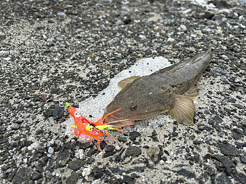 マゴチの釣果