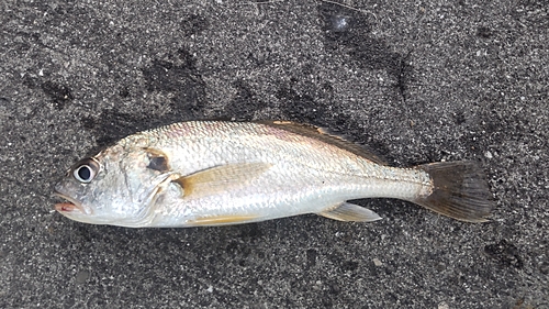 イシモチの釣果