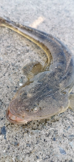 マゴチの釣果