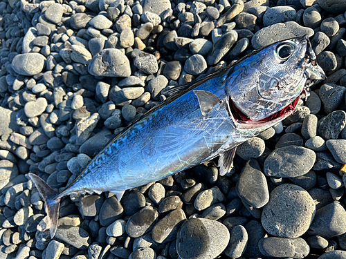 マルソウダの釣果