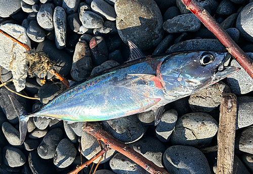 マルソウダの釣果