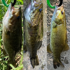 スモールマウスバスの釣果