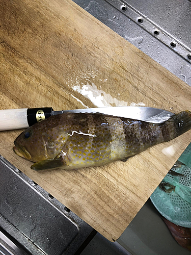 アオハタの釣果