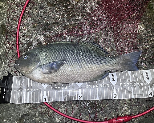 クチブトグレの釣果