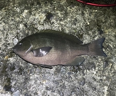 クチブトグレの釣果