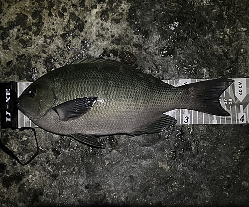 クチブトグレの釣果