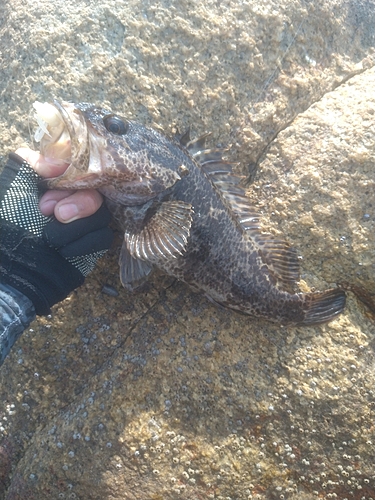 タケノコメバルの釣果