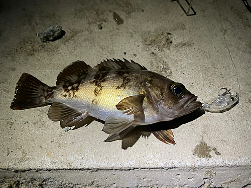 メバルの釣果