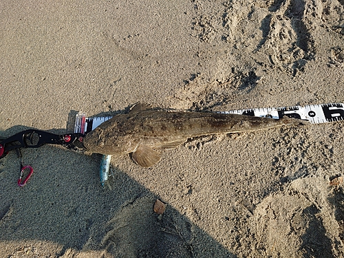 マゴチの釣果