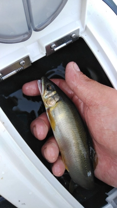 アユの釣果