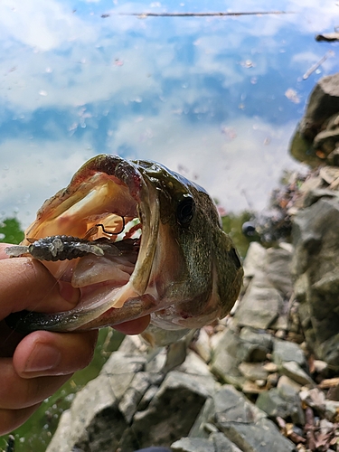 ブラックバスの釣果