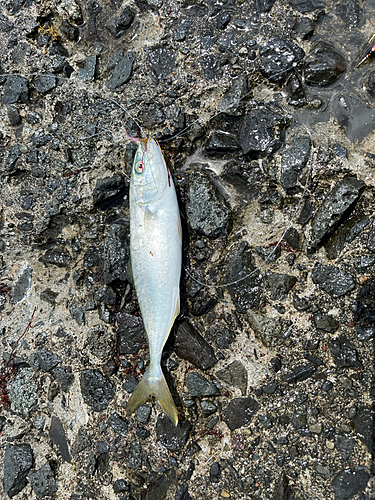 ワカシの釣果