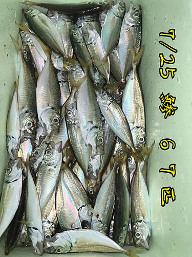 アジの釣果