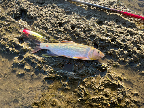 ハスの釣果