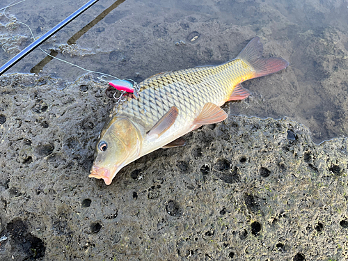 コイの釣果