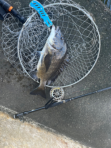 チヌの釣果