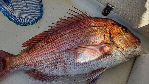 マダイの釣果