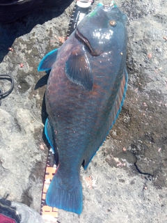 アオブダイの釣果