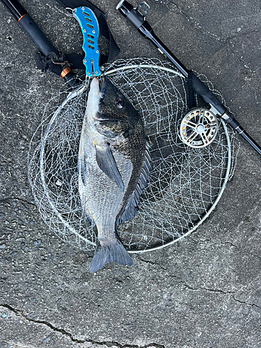 チヌの釣果