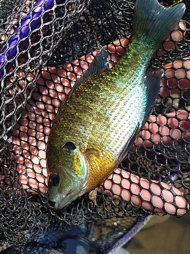 ブルーギルの釣果