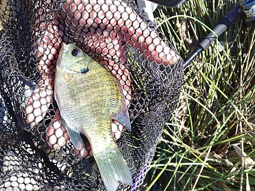 ブルーギルの釣果