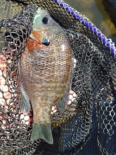 ブルーギルの釣果