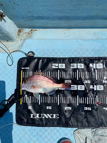 マダイの釣果