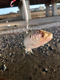 コノシロの釣果