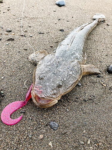 マゴチの釣果