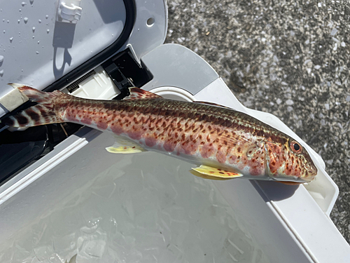 ヨメヒメジの釣果