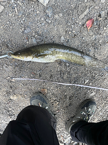 ナマズの釣果