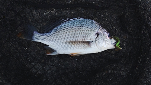 キチヌの釣果