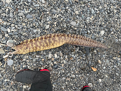 ウツボの釣果