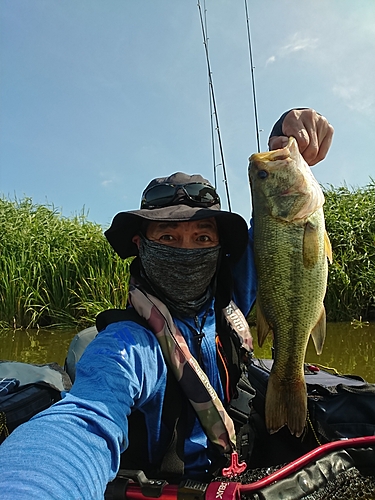 ラージマウスバスの釣果