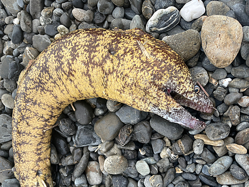 ウツボの釣果