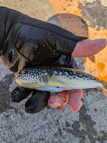 ショウサイフグの釣果