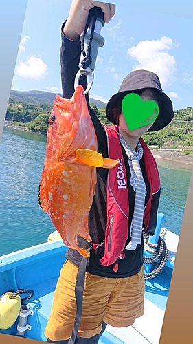 アカハタの釣果