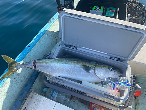 ブリの釣果