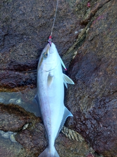 ネイリの釣果