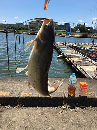 アメリカナマズの釣果