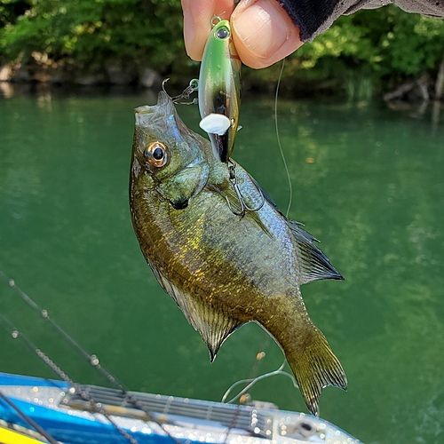 ブルーギルの釣果