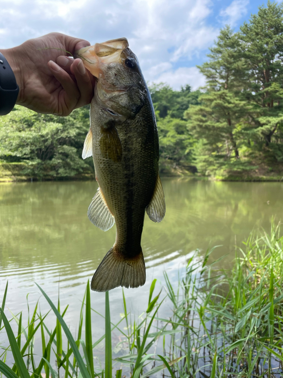 ブラックバス