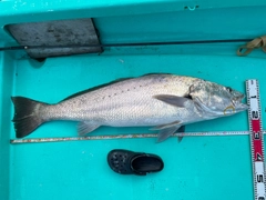 オオニベの釣果