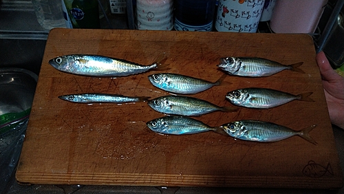 アジの釣果