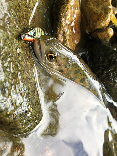 ヤマメの釣果