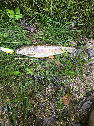 イワナの釣果