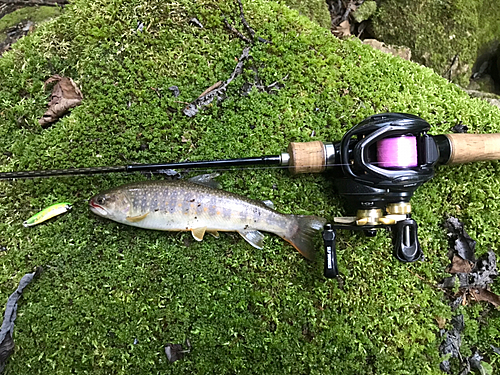 イワナの釣果