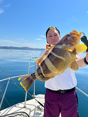 アオハタの釣果