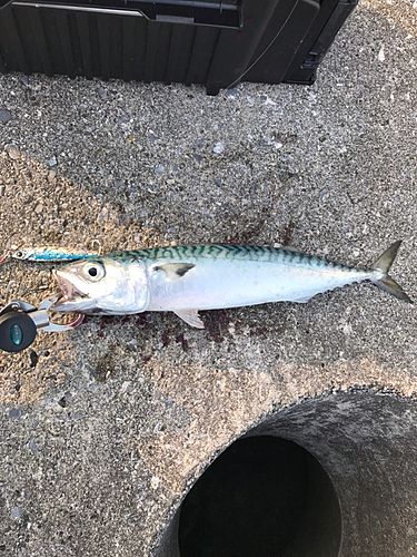 サバの釣果