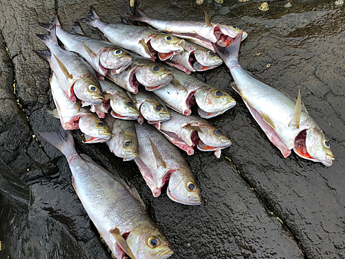 イサキの釣果